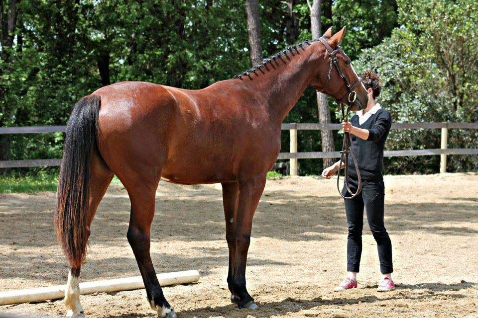 10 erreurs classiques à l’achat d’un premier cheval