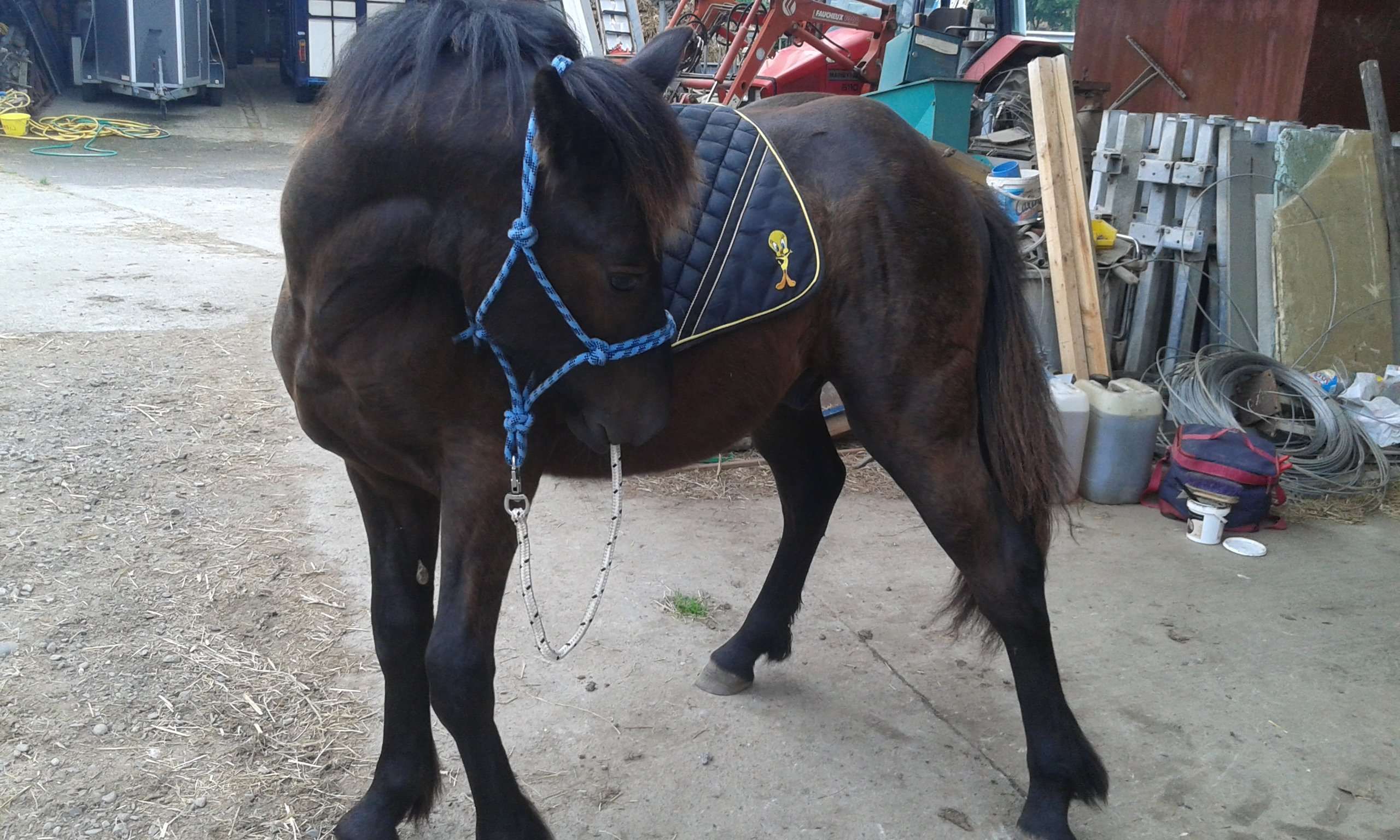 10 raisons de ne pas débourrer son cheval soi-même