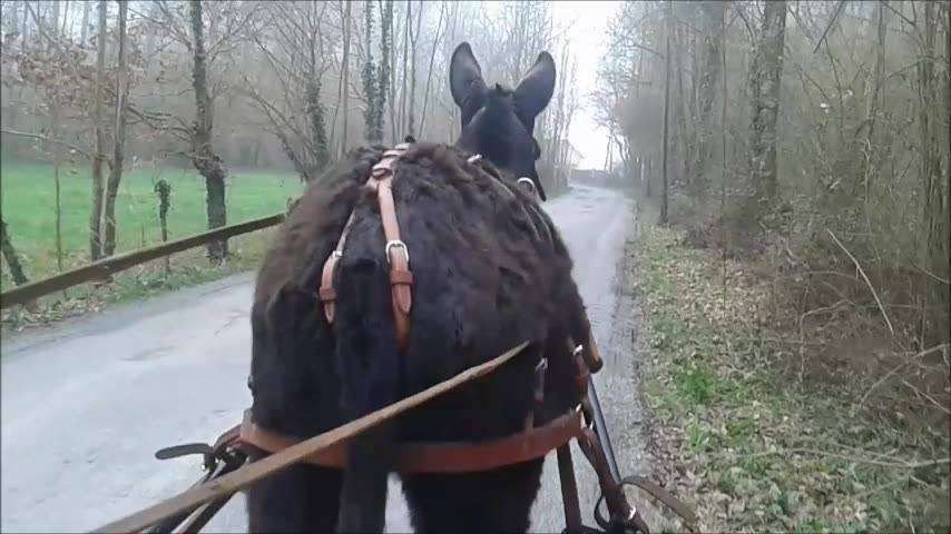 Top 5 des bonnes raisons d’essayer l’attelage
