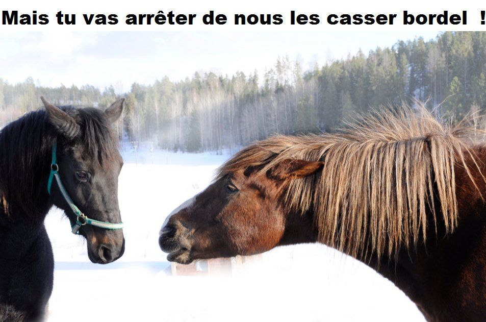 Les pires profils de cavaliers relous, ceux qu’on a envie de taper