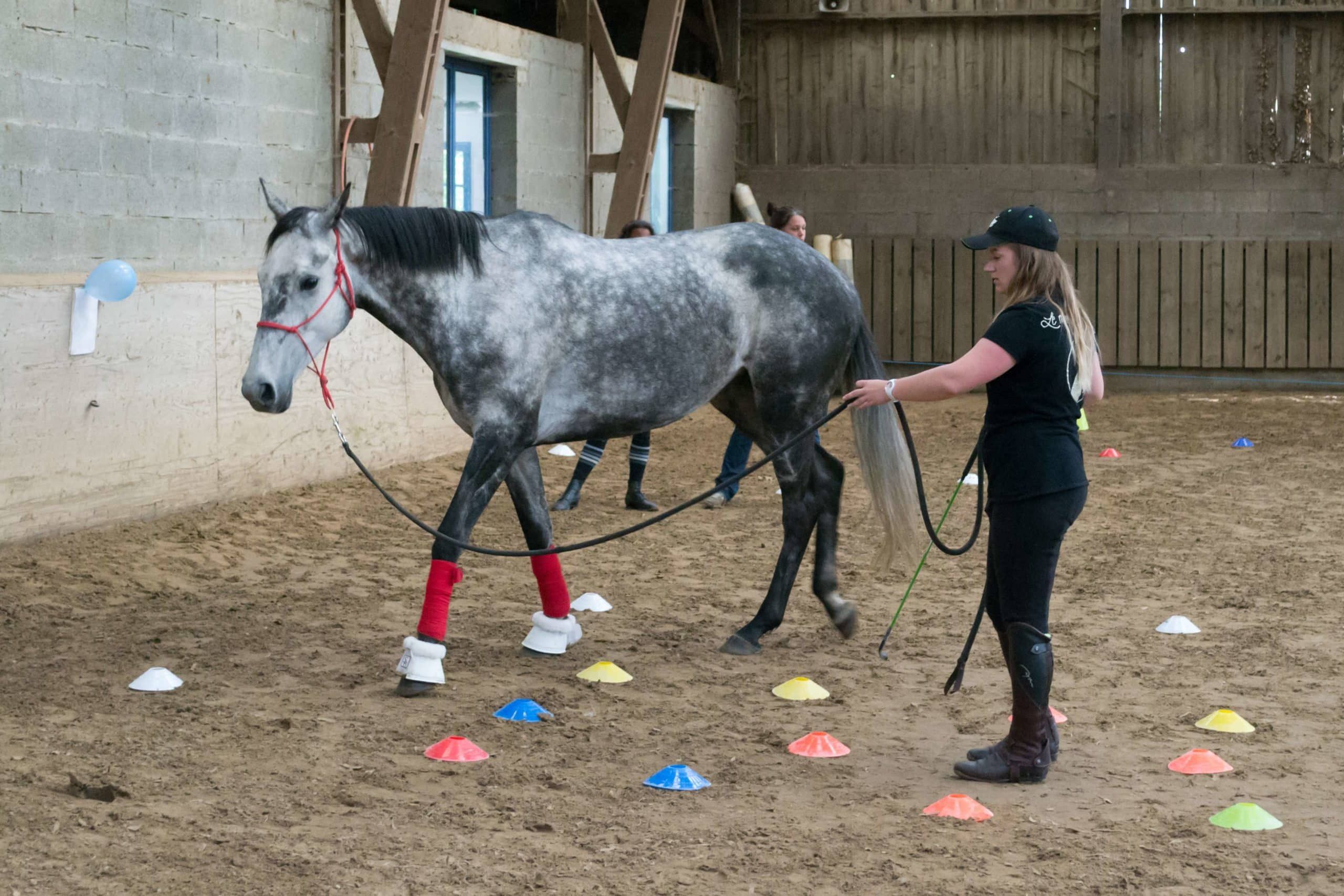 Top 5 des indispensables du cavalier d’equifeel