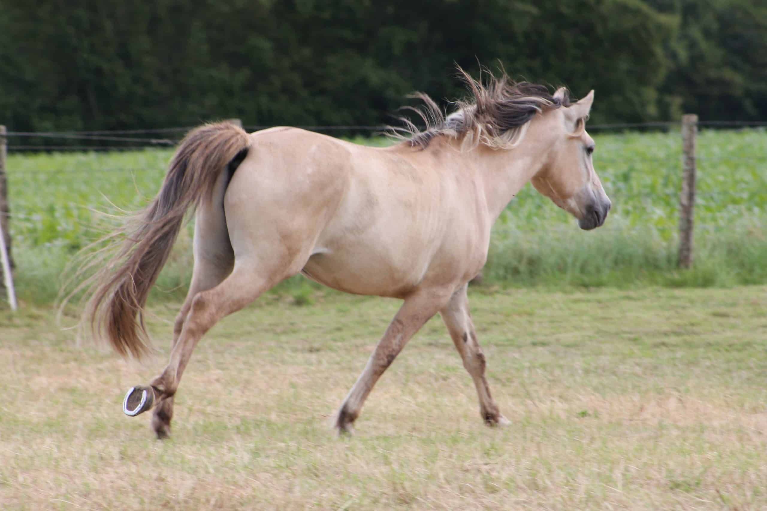 Top 10 des astuces pour vivre votre passion sans cheval