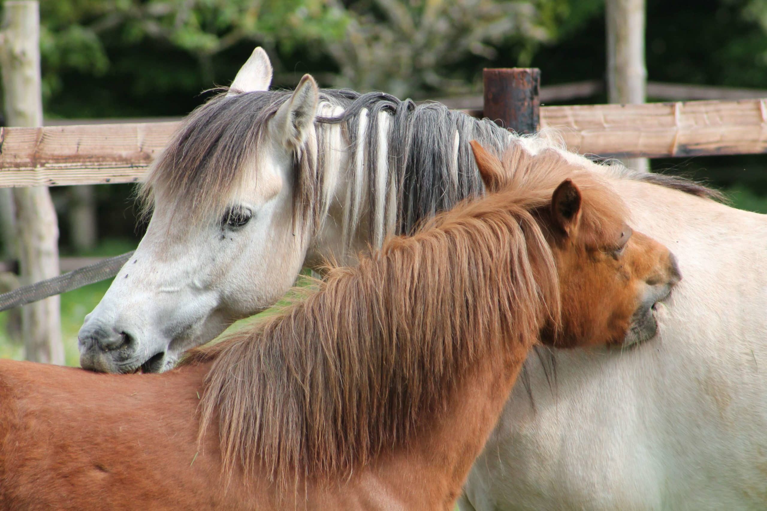 Les papouilles préférées des chevaux