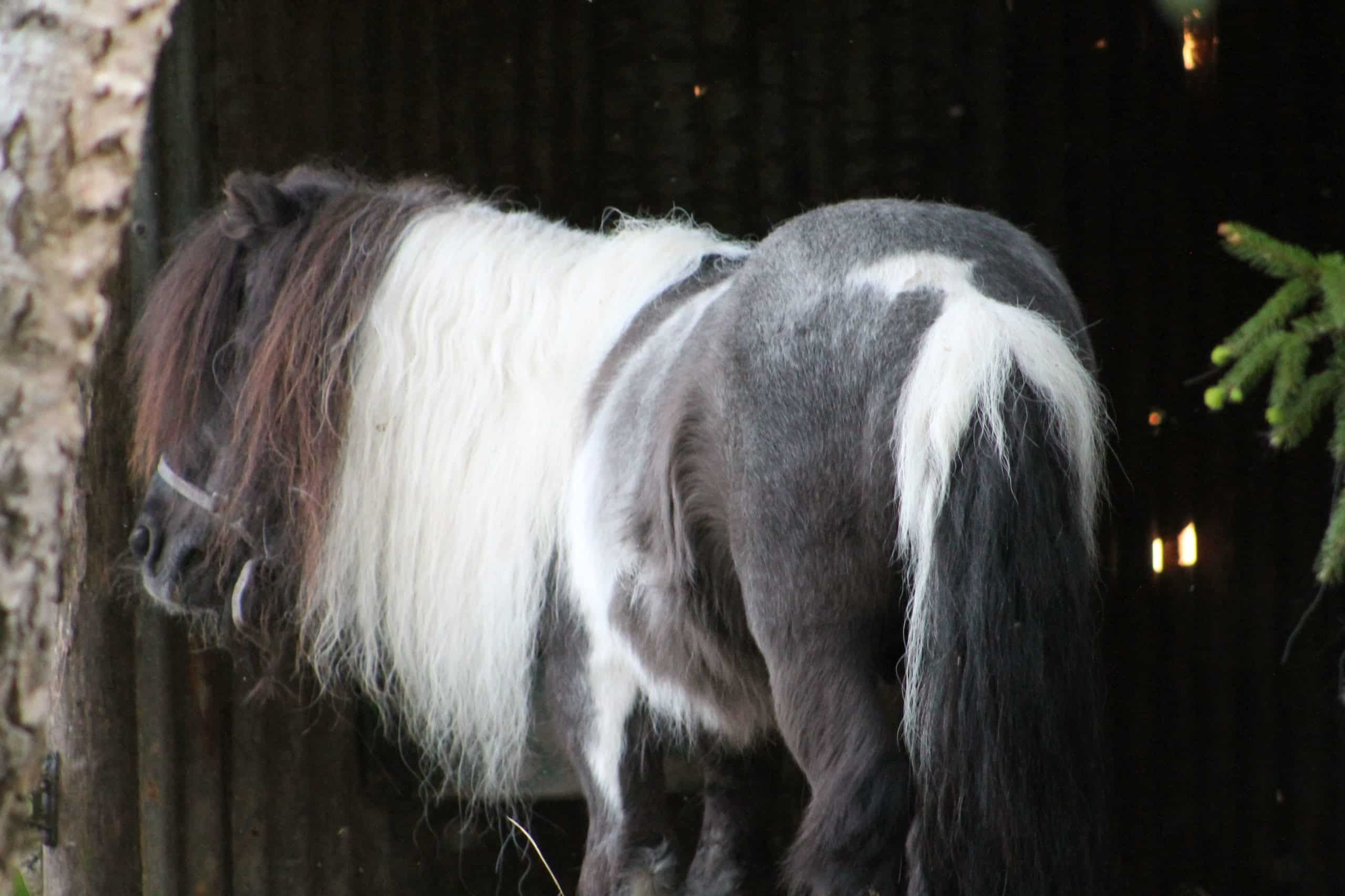 Ces manies reloues des vieux chevaux