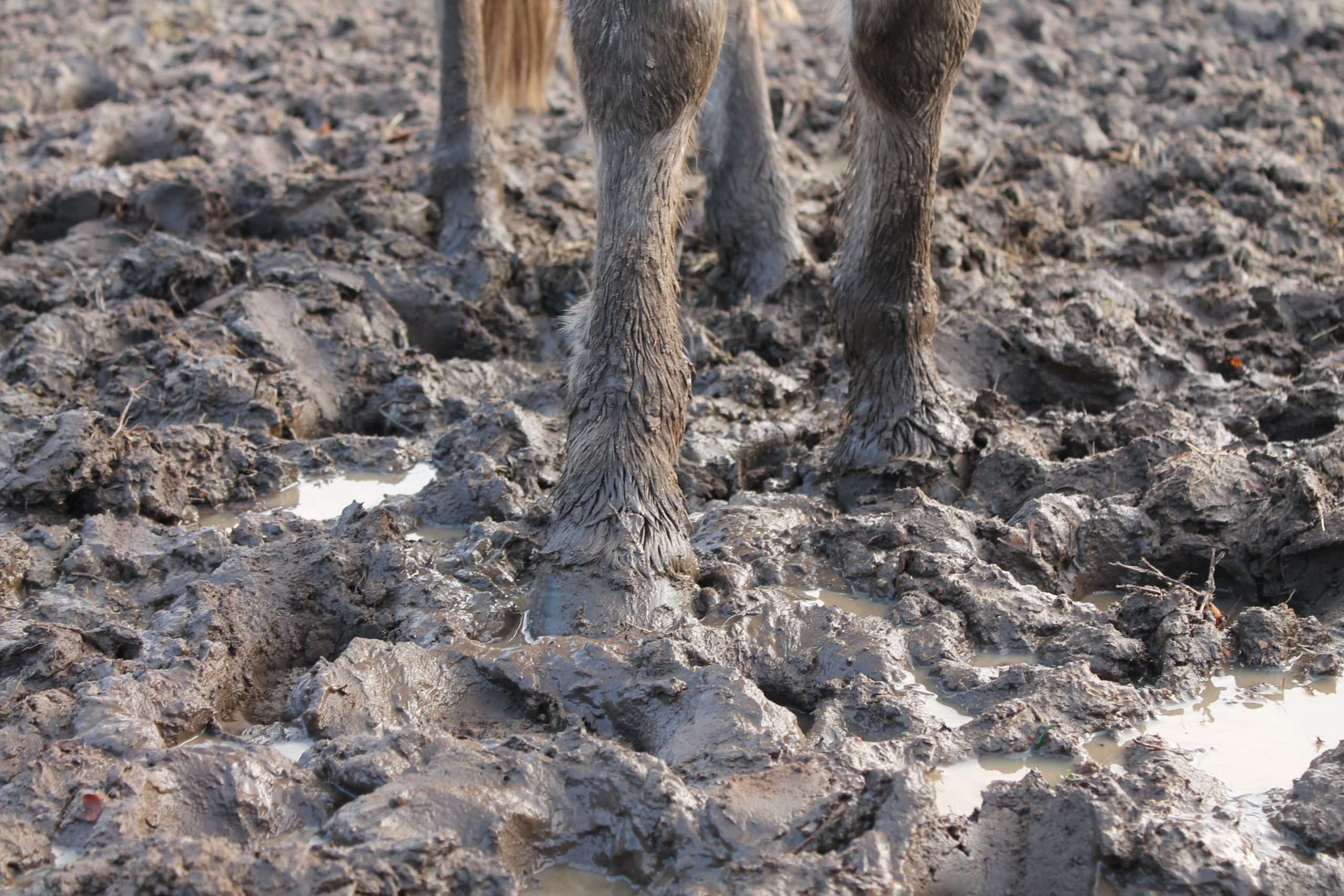 La bouillasse : 5 astuces pour éviter d’y laisser les bottes