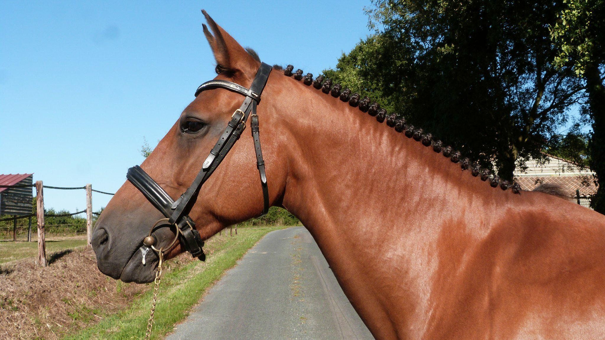 Tuto : Comment pionter un cheval ?