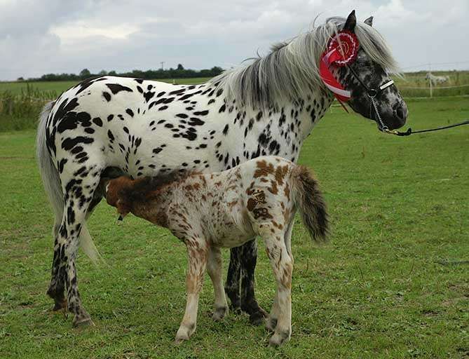 10 bonnes raisons de préférer les Appaloosa, vive les tâches !