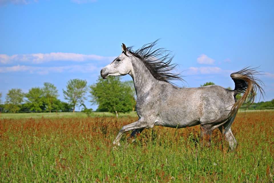 Le pur sang arabe – Races de chevaux
