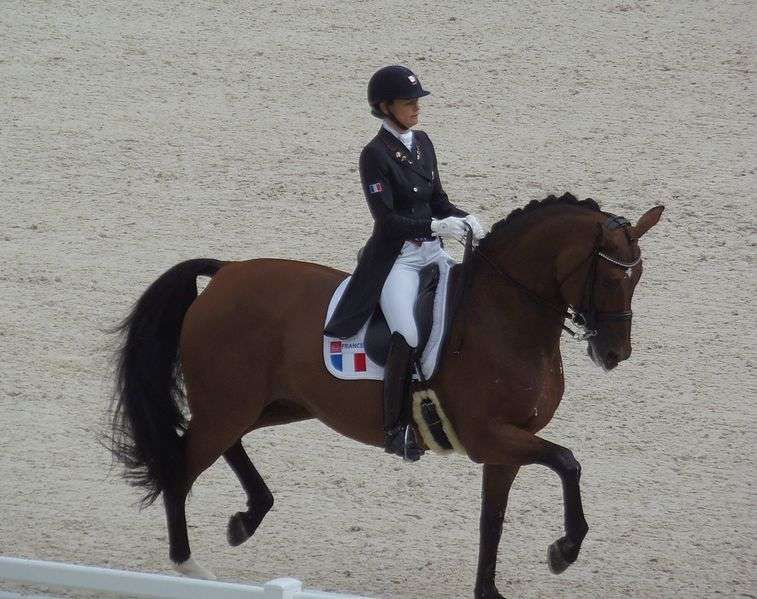 Top 10 des bonnes raisons d’avoir un cheval bai
