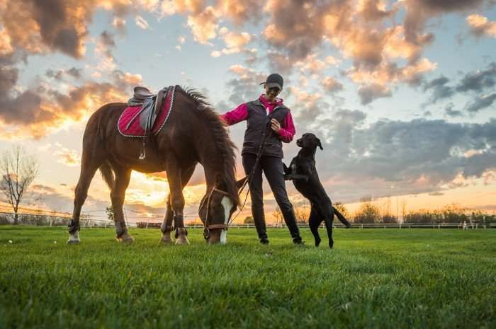 Top 10 des achats réguliers de cavalier