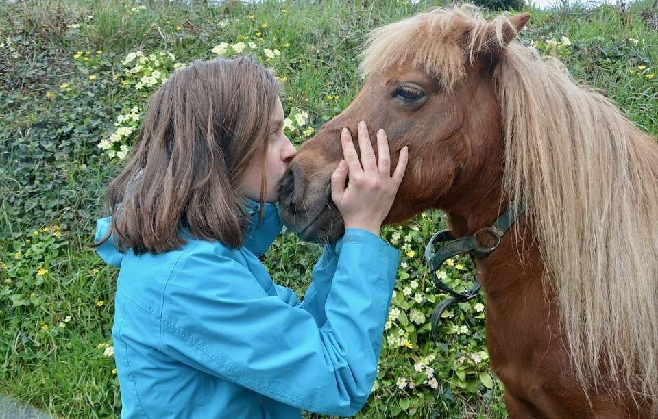 10 bonnes raisons d’adopter un poney shetland