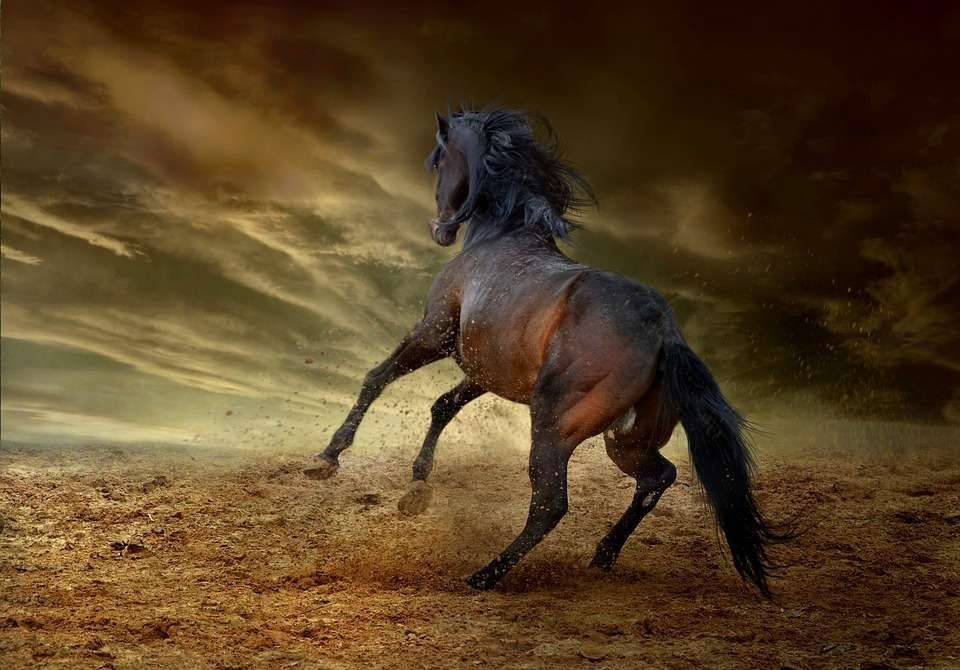 Le cheval Mustang – Races de chevaux