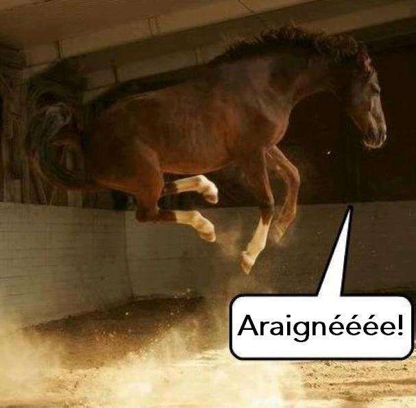 Astuces pour bien gérer la peur du cheval