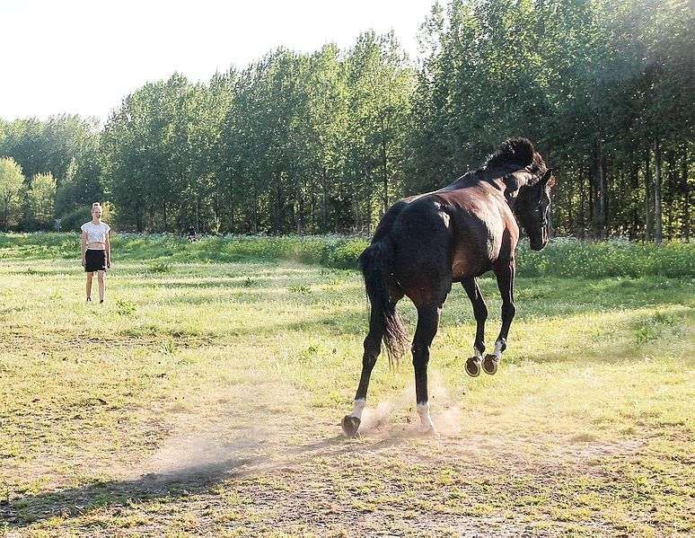 Les dix stades émotionnels du cavalier de jeune cheval