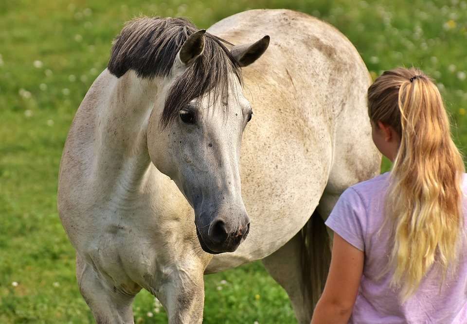 Les clefs pour avoir un cheval harmonieux