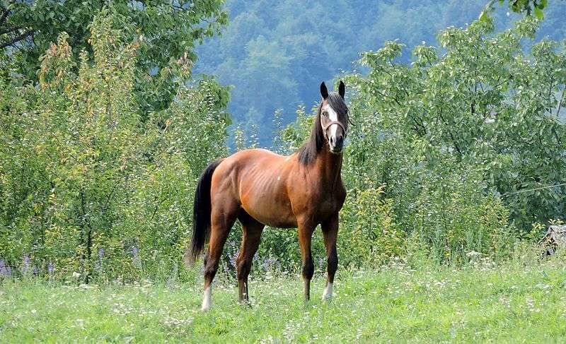 10 raisons de détester les chevaux, ces horribles créatures