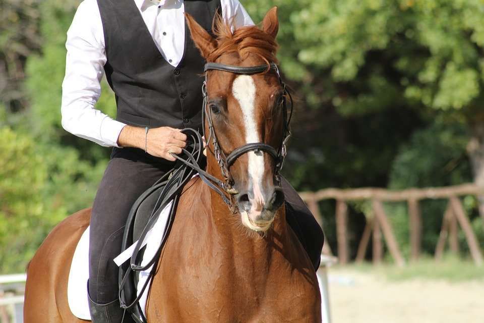10 bonnes résolutions à prendre à cheval
