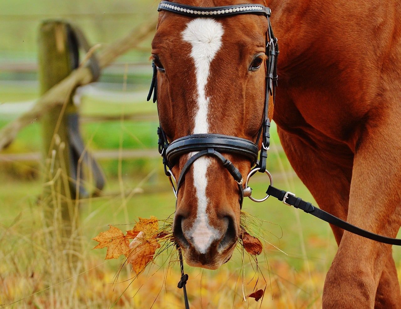 L’avantage d’acquérir un bridon artisanal sur mesure pour son cheval