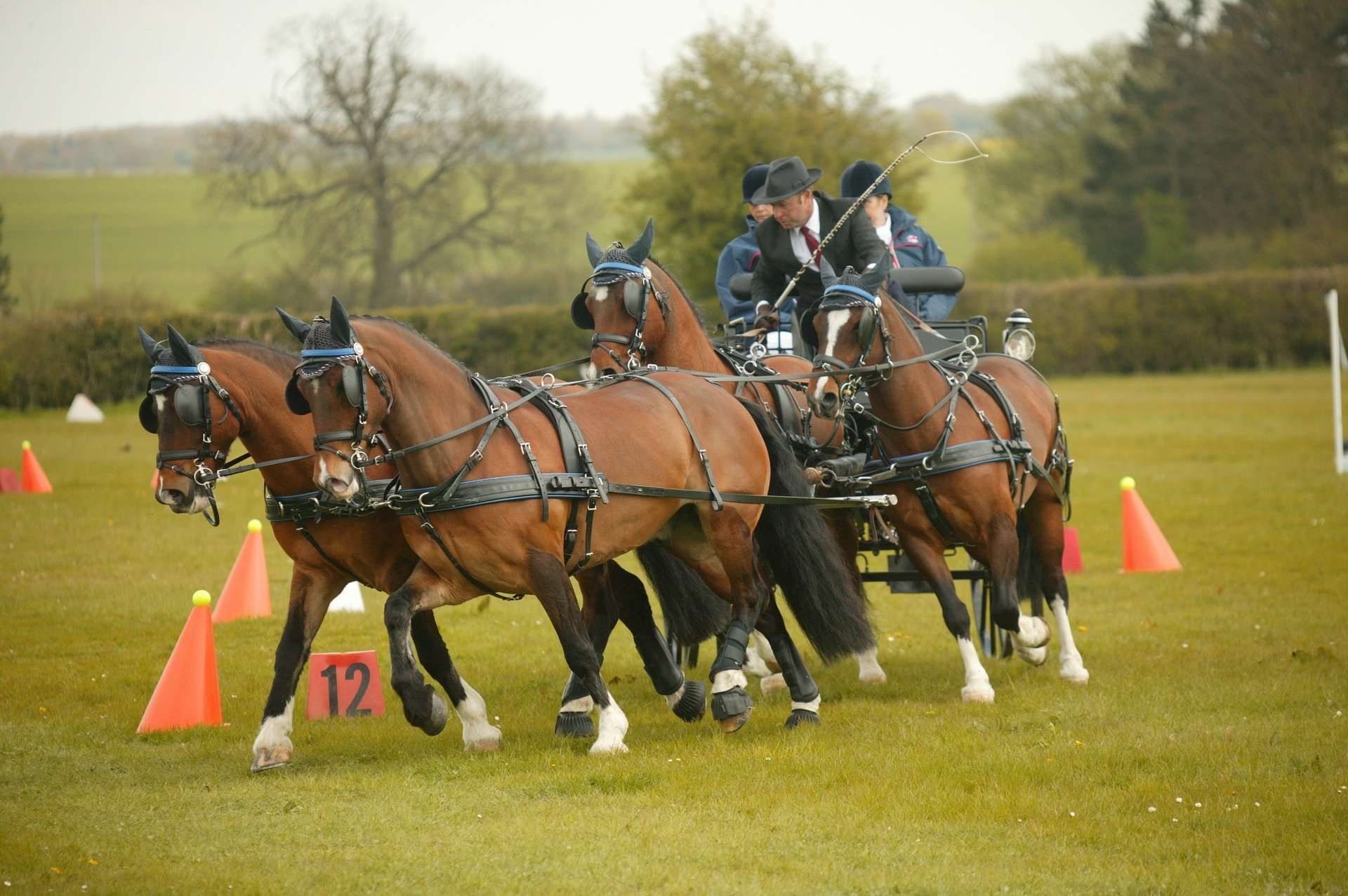Top 5 des galères en attelage