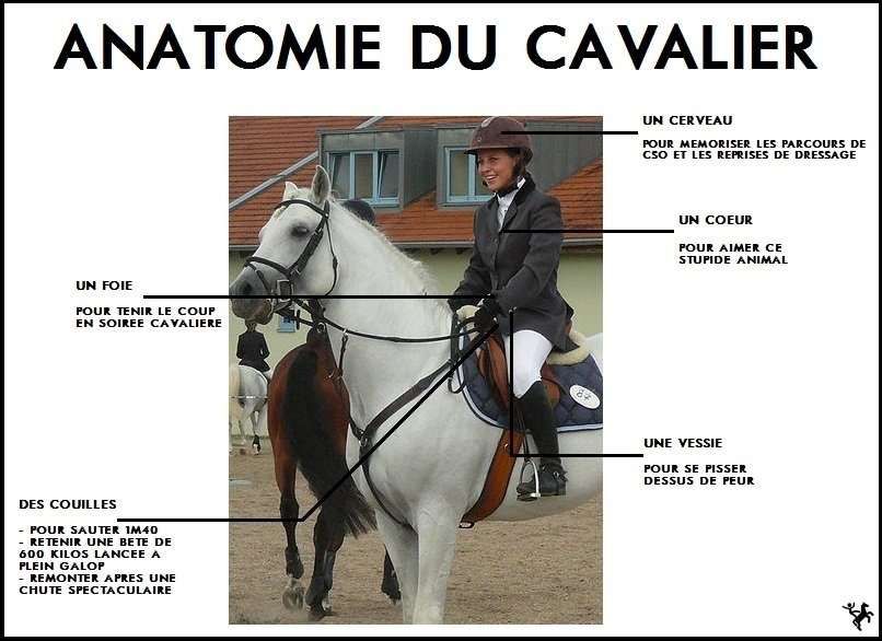 Les courbatures du cavalier : comment les éviter