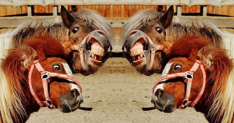 TEST : Etes-vous un cavalier beauf ?