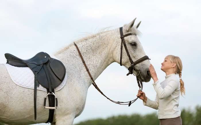 Les 5 commandements du cheval idéal