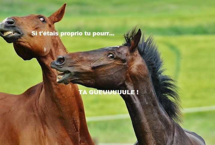 Ces phrases de proprios qui agacent les cavaliers de club
