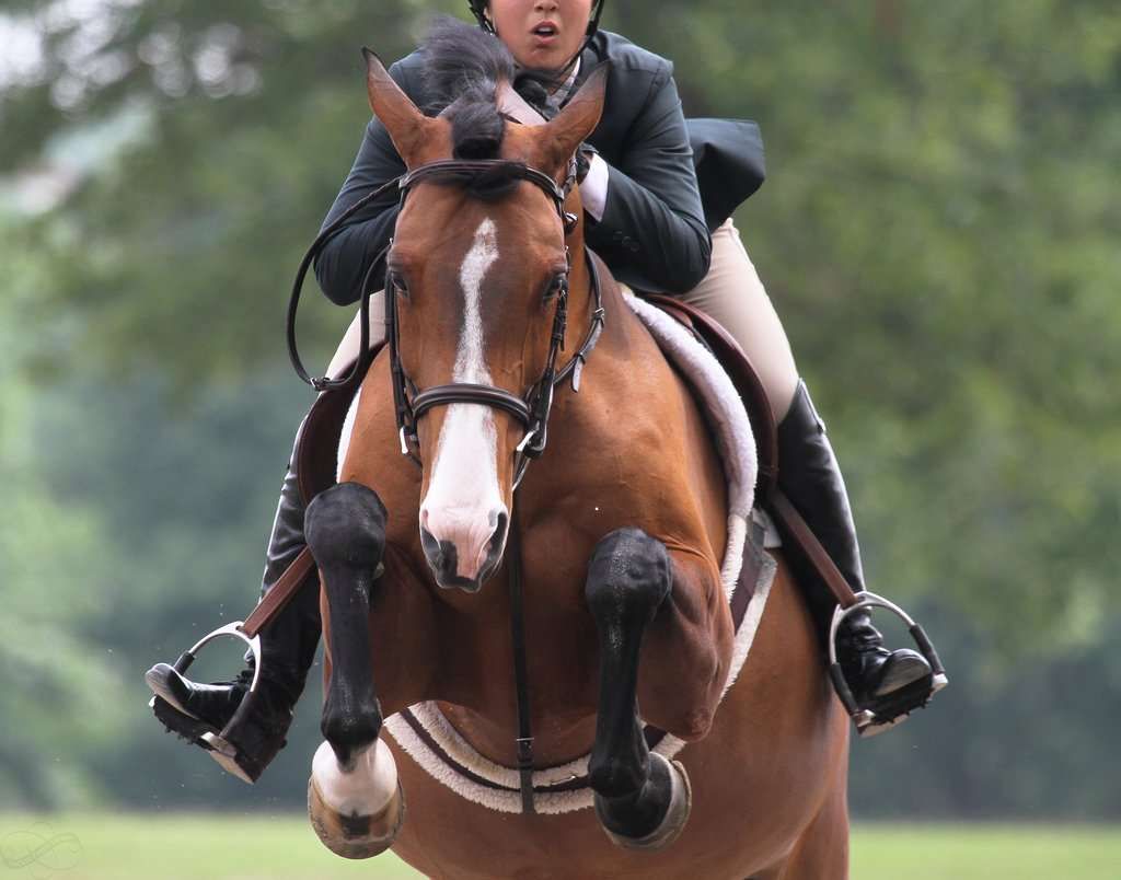 Ces différences entre cavalier de hunter et cavalier de CSO