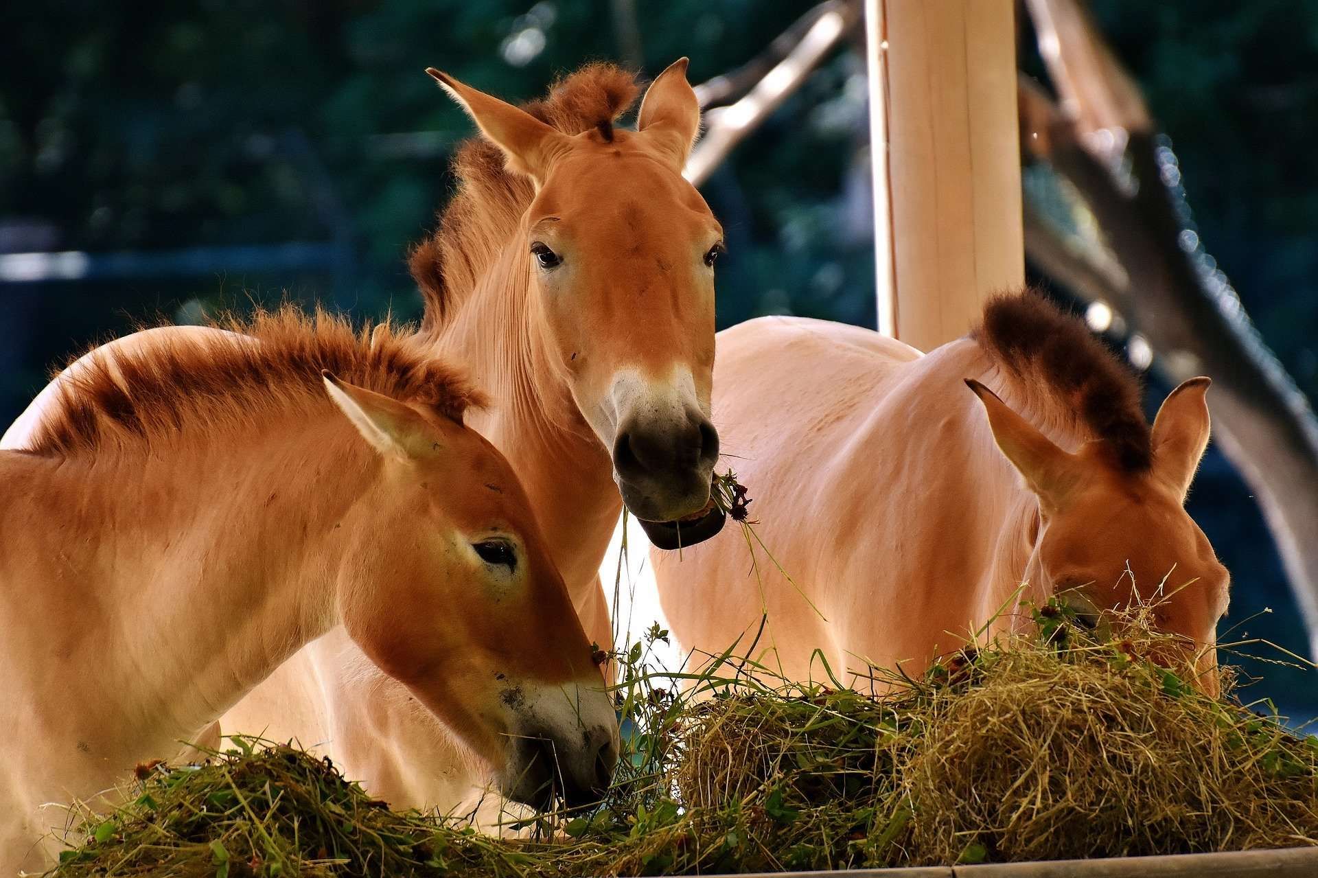 L’alimentation du cheval : Le guide complet