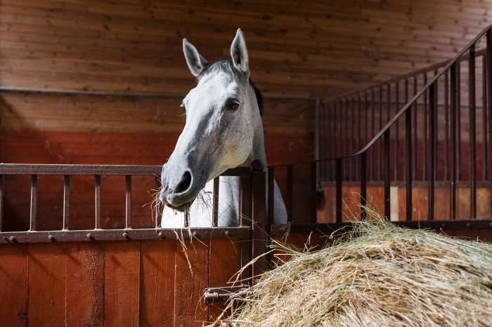 Top des différents profils de chevaux au box