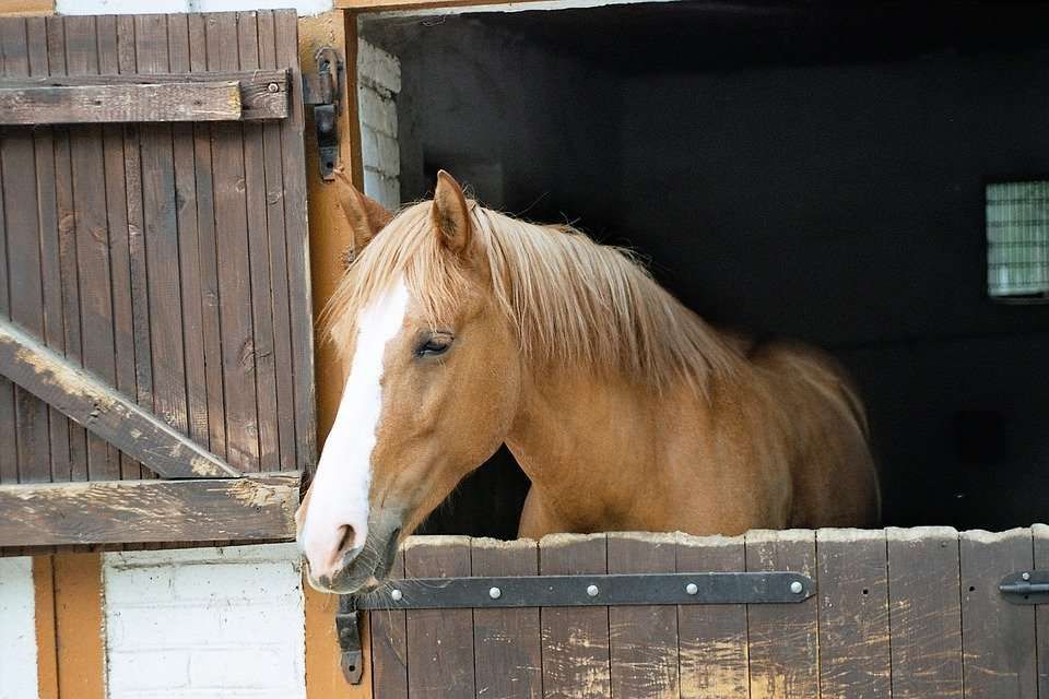 Top des bonnes raisons de laisser son cheval en box