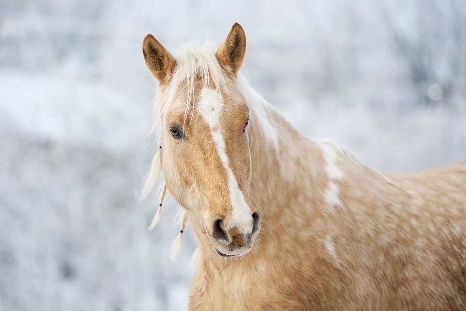 5 bonnes raisons d'avoir un cheval avec une robe spéciale