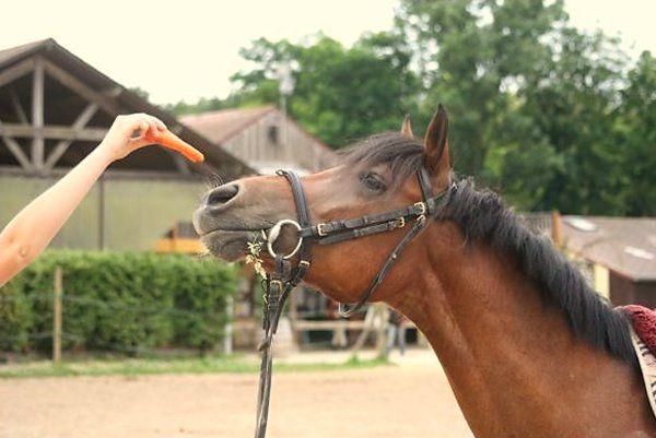 Les trucs à faire pour se mettre un cheval dans la poche