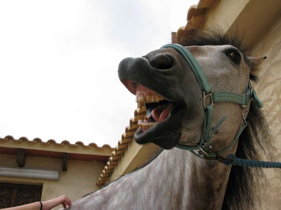5 façons de rendre son cheval heureux (par les chevaux)