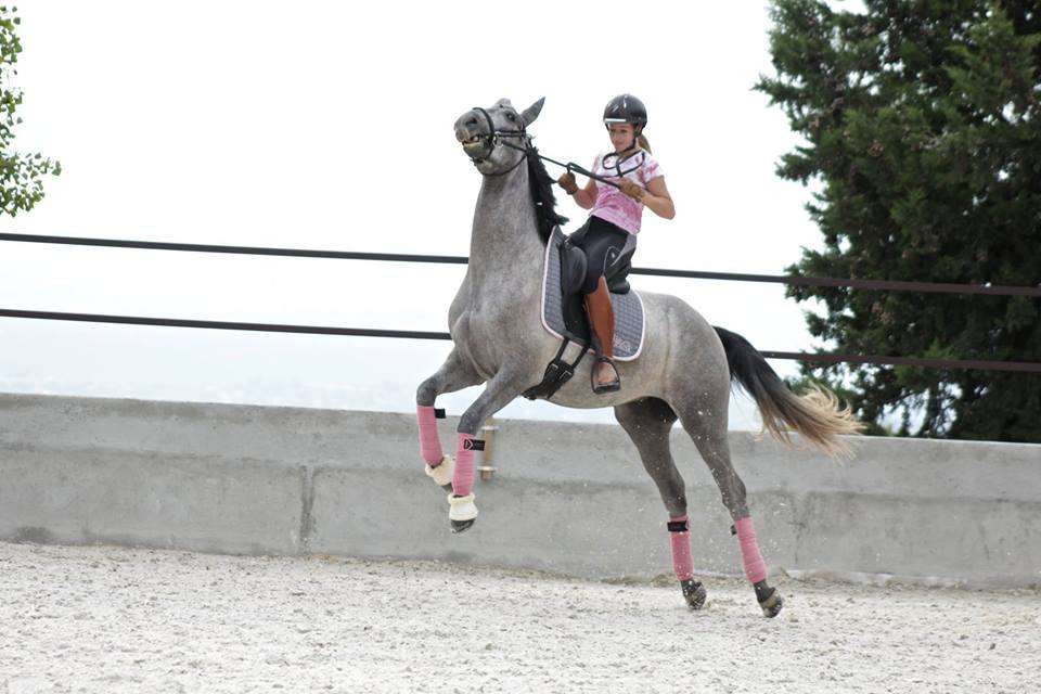 Top 8 des fourberies du jeune cheval