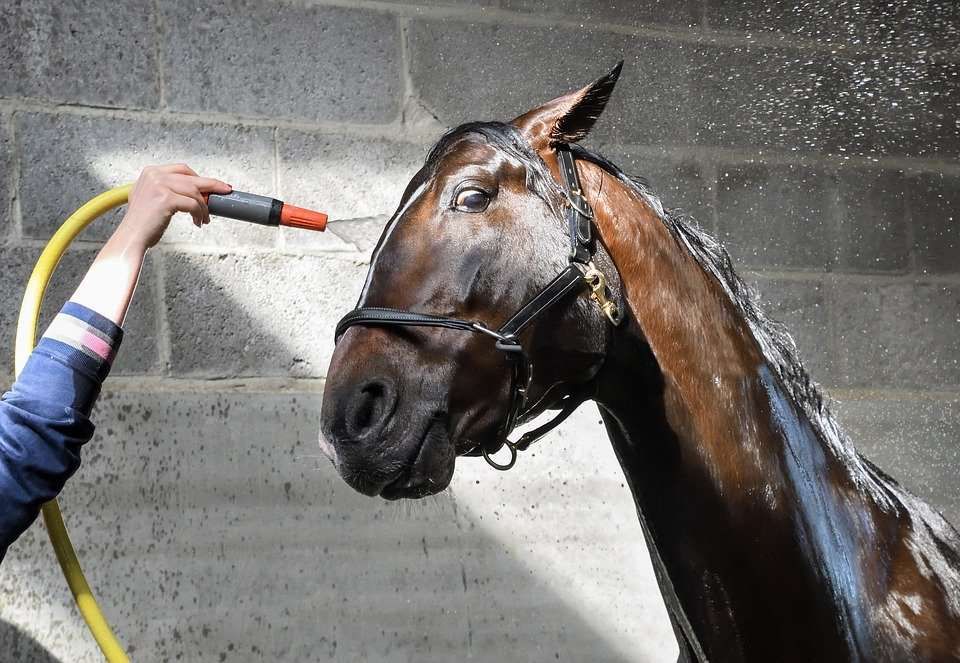 Ces trucs que les chevaux détestent