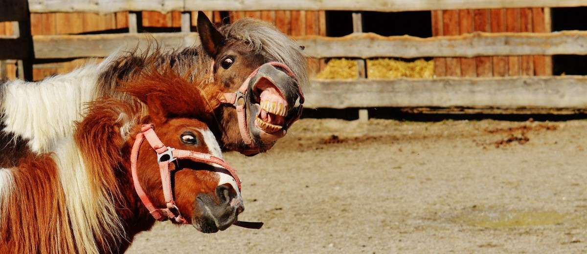 5 prétextes pour éviter de monter un cheval