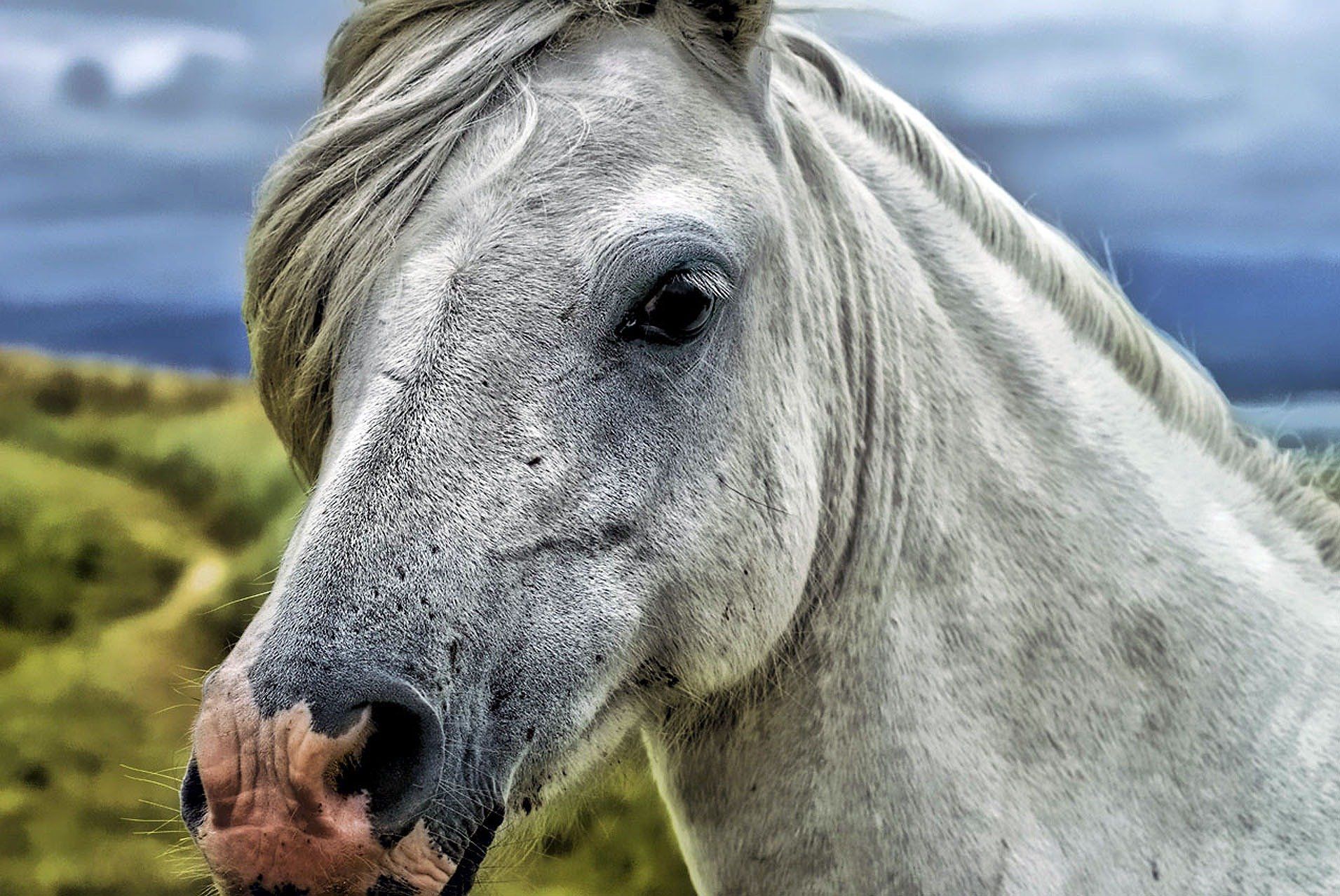 Top 5 des bonnes raisons d’avoir un cheval gris