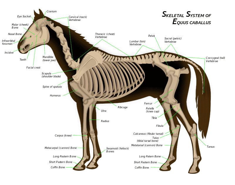5 faits surprenants sur l’équitation