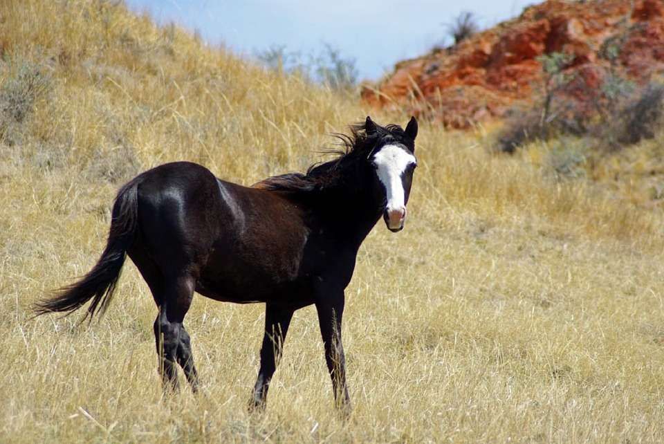 5 attitudes gracieuses de chevaux
