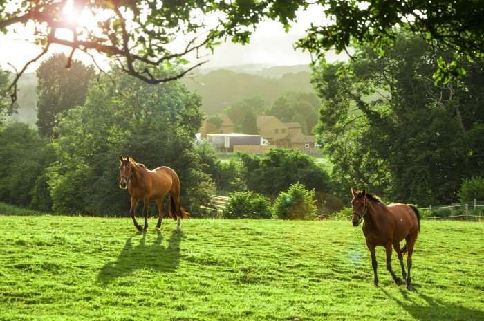 5 bonnes raisons d'avoir son cheval chez soi