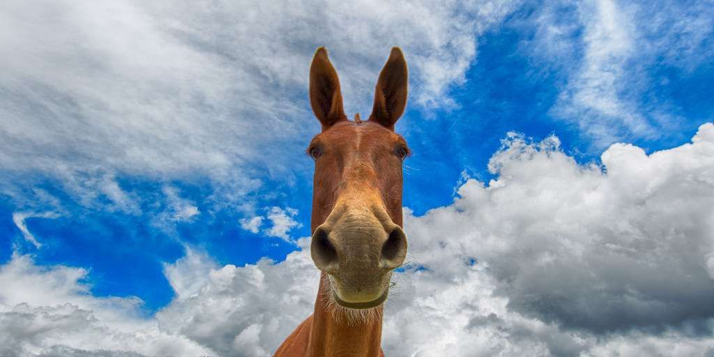 Top des réactions de nos chevaux quand on mange le sol