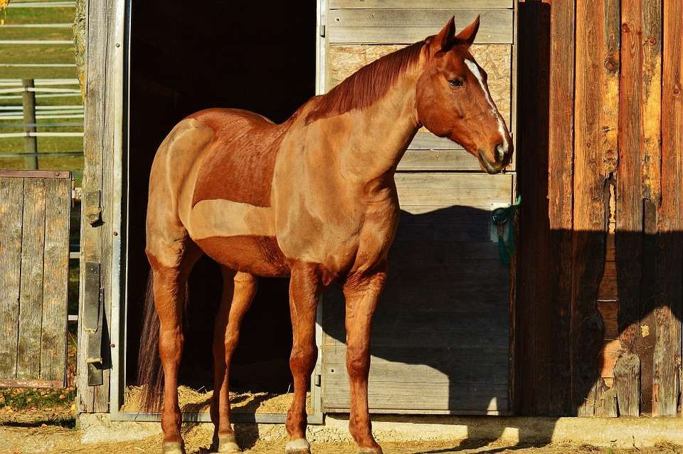 Tondre son cheval : Le guide complet
