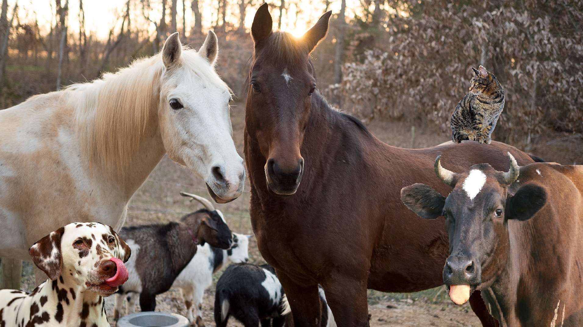 Top 5 des animaux de compagnie des chevaux