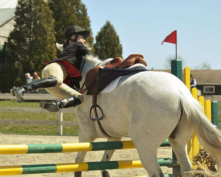 Ces chevaux parias que personne ne veut monter