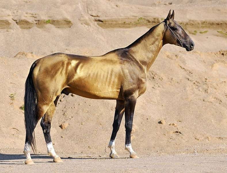 Top 5 des particularités de chevaux trop mignonnes