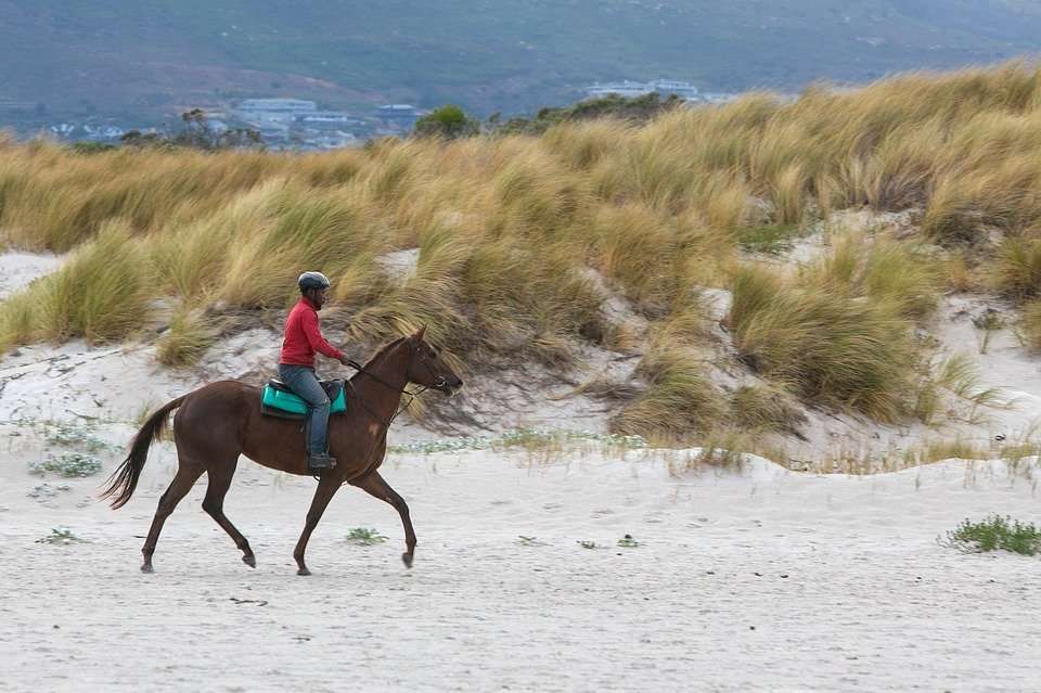 Les différents types de chevaux à la plage