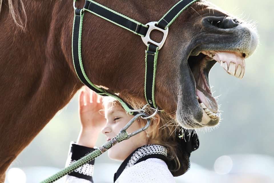 Ces trucs que font les chevaux relous