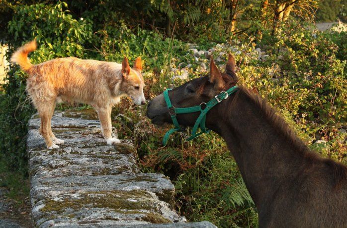 Top 10 des chiens de cavalier des centres équestres