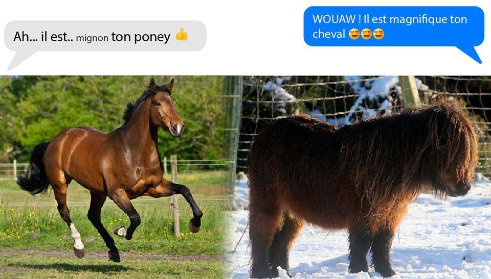 Les raisons d'acheter un cheval plutôt qu'un poney